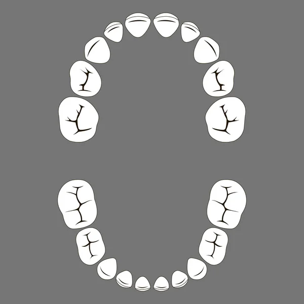 Первинна листяна дитина Зуби дитини, жувальна поверхня — стоковий вектор