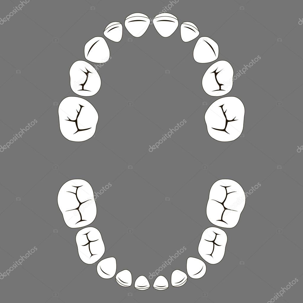 Primary deciduous baby Teeth of a child, the chewing surface of vector set tooth