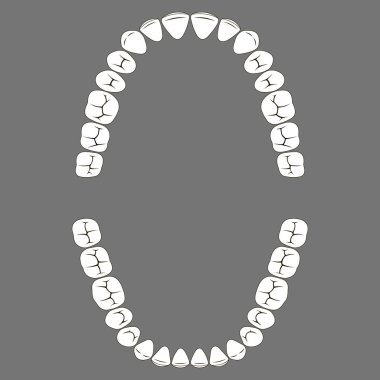 insan dişleri alt ve üst çene çiğneme yüzeyini