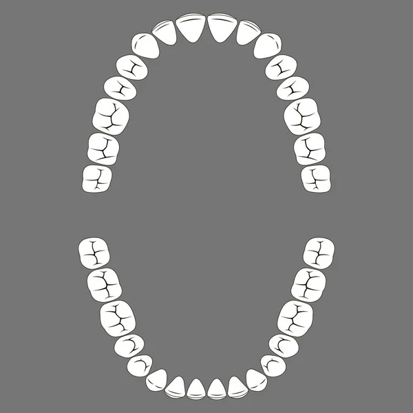 Superficie de masticación de dientes humanos mandíbula superior e inferior — Archivo Imágenes Vectoriales