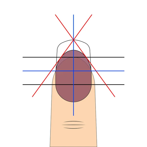 Nagelform ritning diagram vektor mall för att skapa fashionabla nagelform för manikyr salong — Stock vektor
