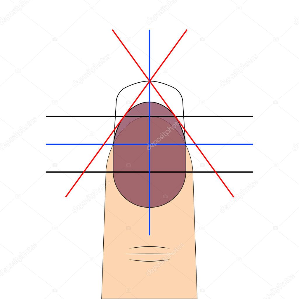 nail shape drawing diagram vector template to create fashionable nail shape for manicure salon