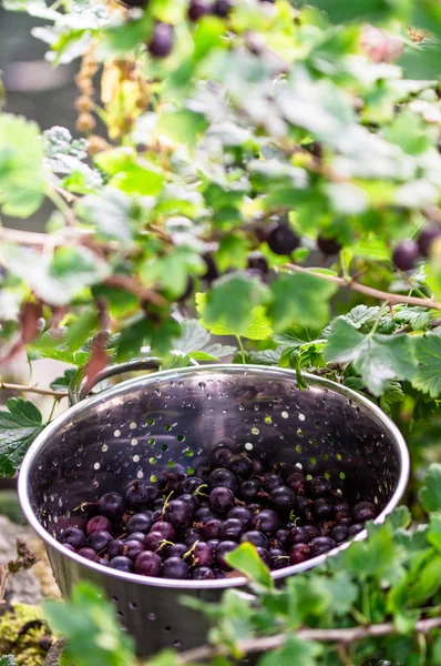 採れたての茂みから黒グーズベリー. — ストック写真