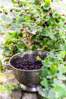Siyah bektaşi taze bush tarafından aldı.