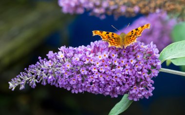 Comma butterfly feeding on purple Buddleia flower. clipart