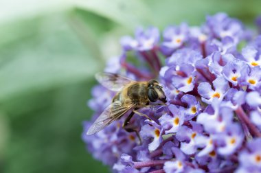 Buddleia çiçek besleme Hoverfly, yakın çekim.