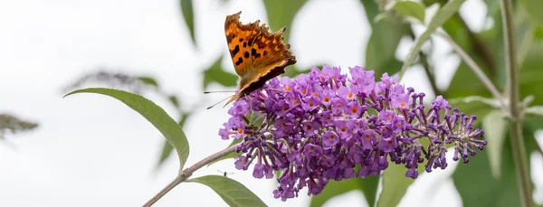 Virgül kelebek mor Buddleia çiçek besleme. Afiş.