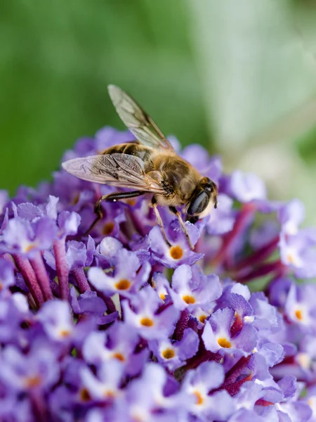 Buddleia çiçek besleme Hoverfly, yakın çekim.