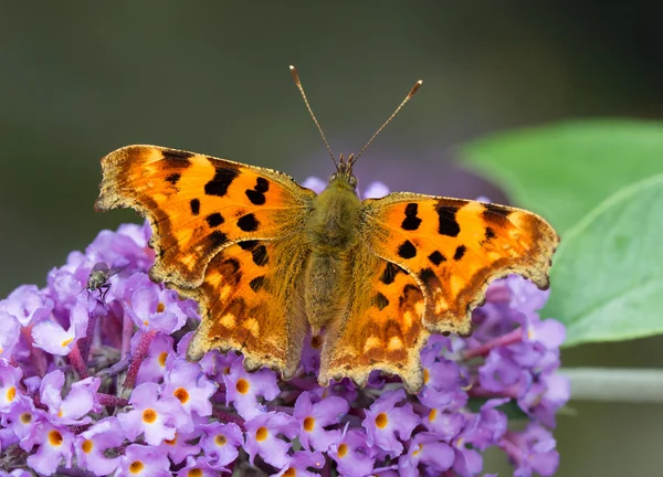 Virgül kelebek mor Buddleia çiçek besleme.
