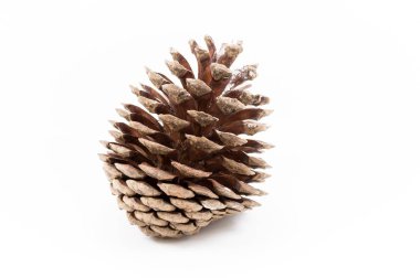 Kar beyaz bir arka plan üzerinde bir açık çam kozalağı serpilir.