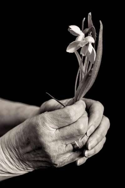 Bir kardelen holding yaşlı kadının eller. Siyah ve beyaz. — Stok fotoğraf