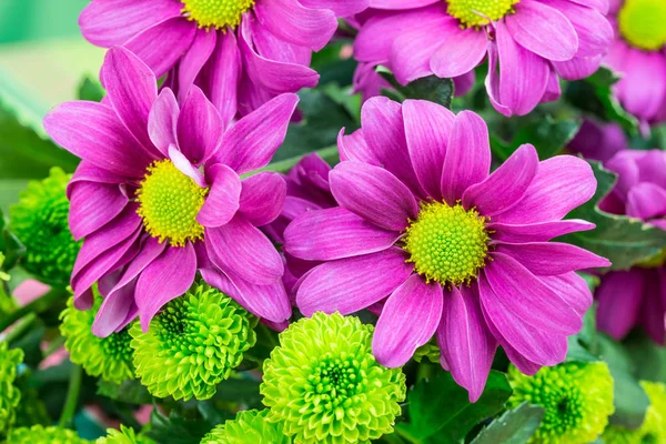Crisântemos, flores vibrantes frescas de roxo e verde florista . — Fotografia de Stock
