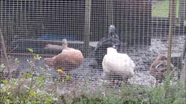 Çamurlu bir kasa içine bakıp arka bahçesinde ördekler.