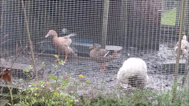 Cinq canards d'arrière-cour se préparant dans une enceinte boueuse . — Video