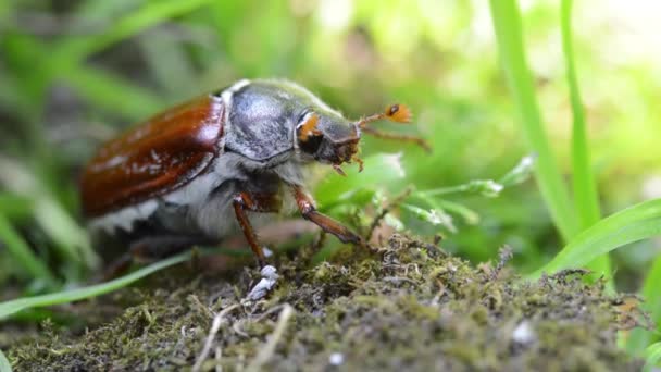 Close up of Common Cockchafer, May Bug pest. — Stock Video