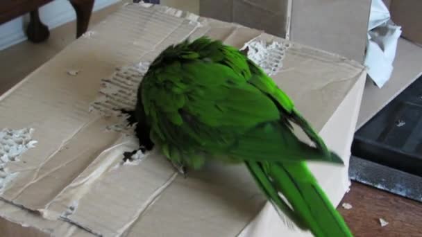Grön papegoja klättrar i kartong. — Stockvideo