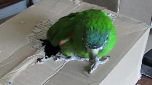 Grön papegoja klättrar ur en kartong. — Stockvideo