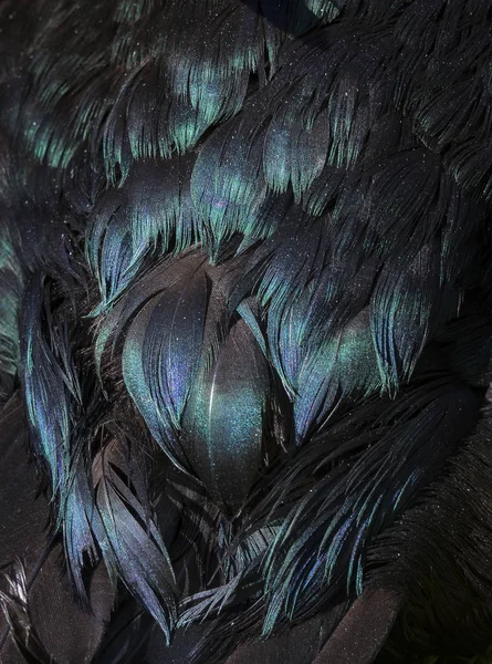 Black duck feathers with purple, green and blue iridescence.
