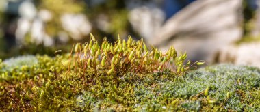 Kumtaşı üzerinde büyüyen meyve moss yığın. Afiş.