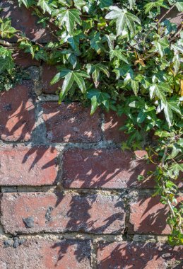 Eski bir tuğla duvara dikey büyüyen Ivy.