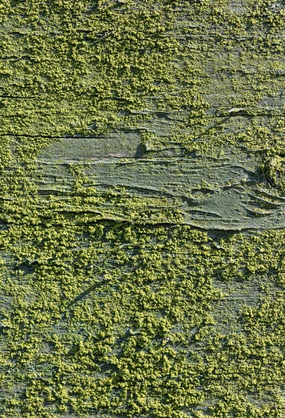Vieux bois peint et lichen. Texture de fond . — Photo