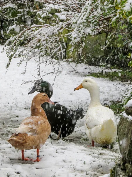 Kacsa a hóban. Télen három kisállat kacsa. — Stock Fotó