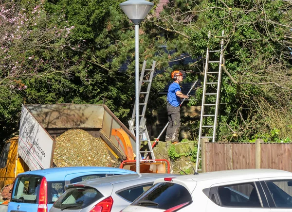 Bir araba park ağaç cerrahı budama şubeleri.