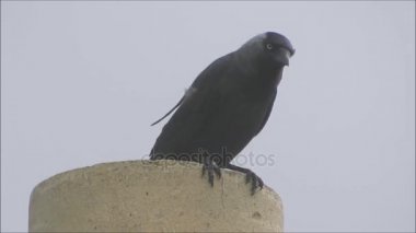 Evin baca pot yağmurda tünemiş karga.