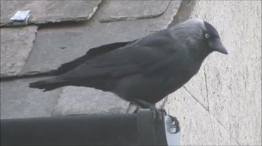 Küçük karga ev oluk yağmurda tünemiş. Seyir.