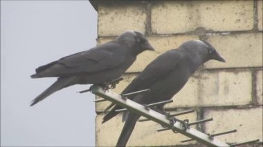 Tv sıkıcı gününde hava tünemiş iki karga.