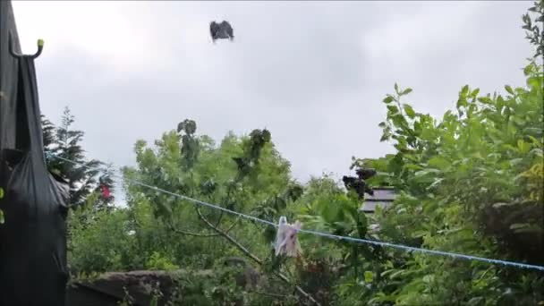 Rüzgarlı gün kiraz ağacı besleme kargalar. — Stok video