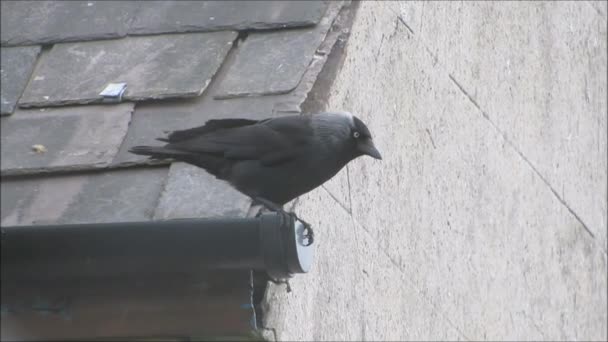 Jackdaw perched on house gutter in the rain. — Stock Video