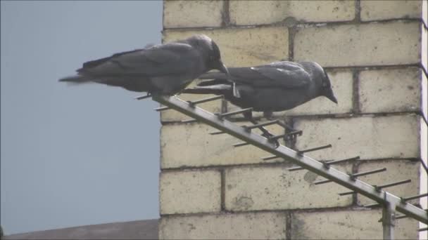 Dua Jackdaws bertengger di TV udara pada hari yang membosankan . — Stok Video