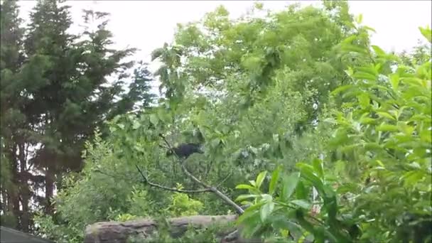 Kråkor som flyger till och från ett träd i vinden. — Stockvideo