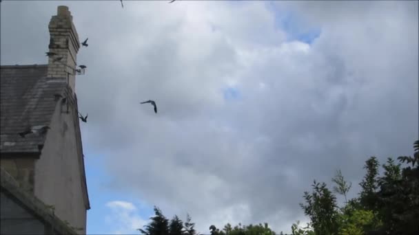 Галочки в британском саду в несчастный ветреный летний день. Приседание на крыше и полет к вишневому дереву кормить . — стоковое видео