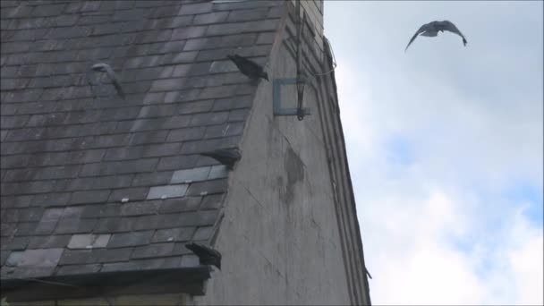Kraaien vliegen in en uit het dak van een huis. — Stockvideo