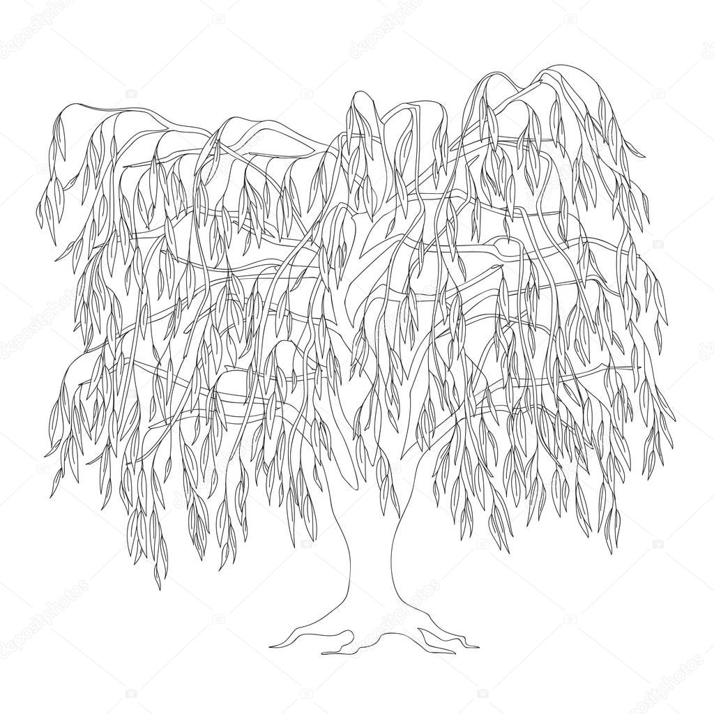 Outline illustration weeping willow with leaves and roots for adult or kid coloring book, tutorials. Home art print, decorating wall, logo, Earth Day flyer design. Isolated on white background. eps 10