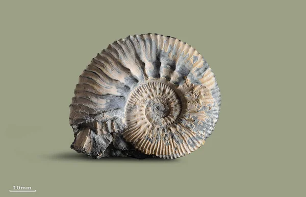 Ammonite - fossiele weekdier — Stockfoto