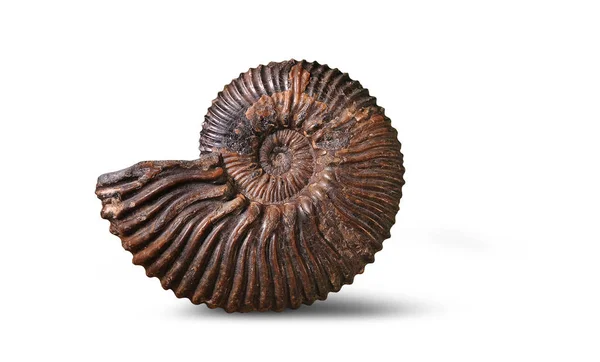 Ammonite - fossil mollusk — Stock Photo, Image