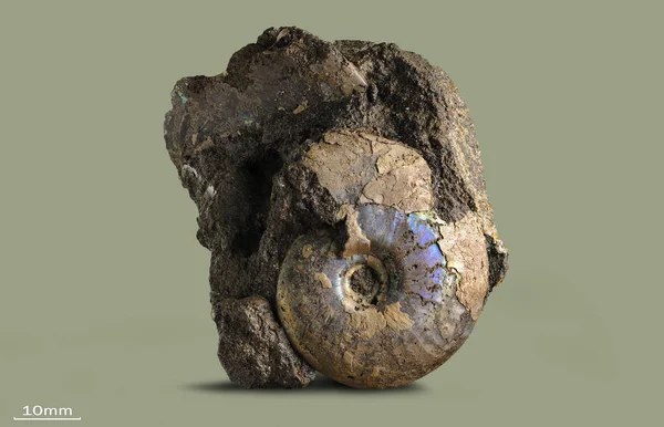 Ammonite - fossil mollusk — Stock Photo, Image