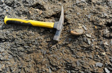 Ammonit - fosil yumuşakça.