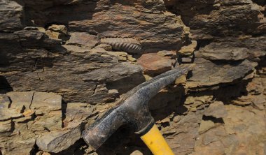 Ammonit - fosil yumuşakça. Ammonit antik okyanusta 165 milyon yıl önce yaşamış. Orta Jura serisi