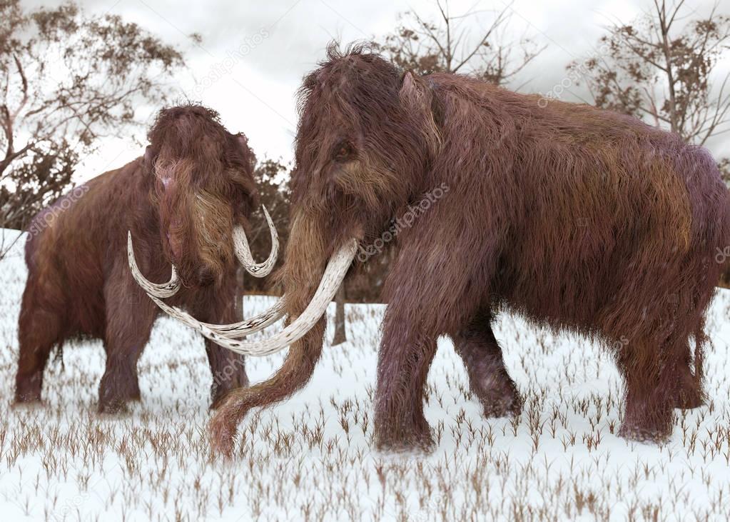 Woolly Mammoths Grazing In The Snow