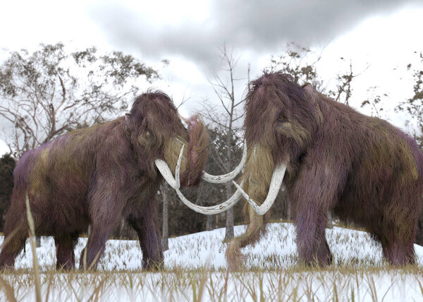 Woolly Mammoth Clones