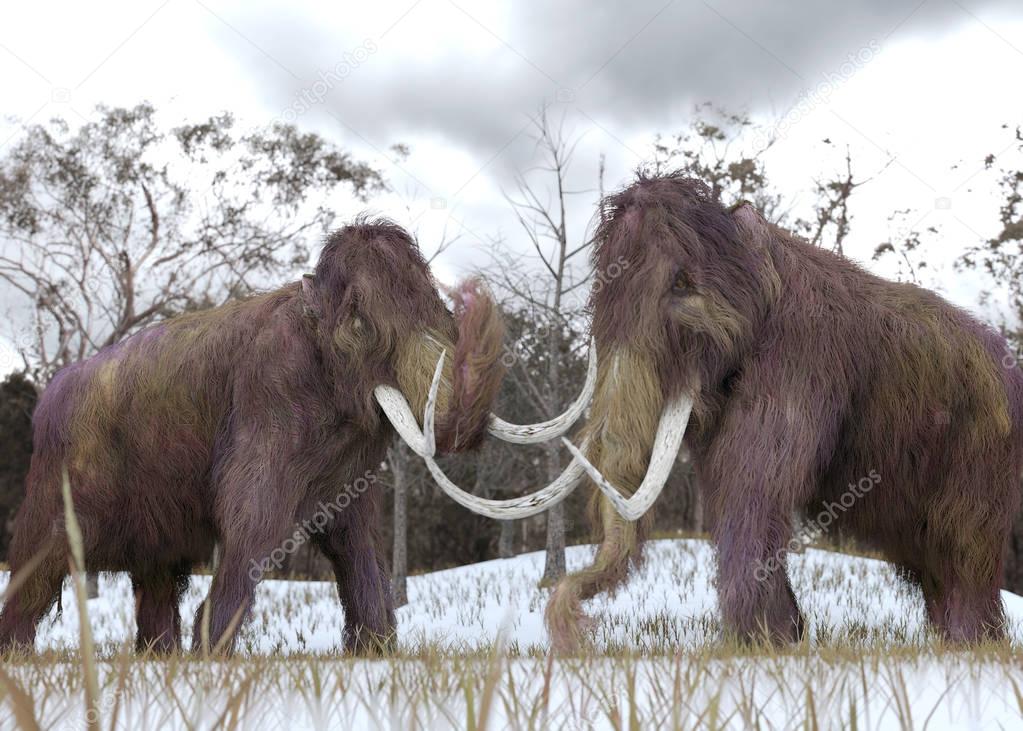 Woolly Mammoth Clones