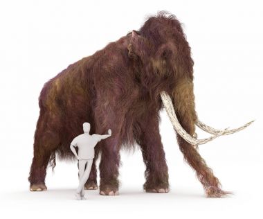 Woolly Mammoth And Human Size Comparison clipart