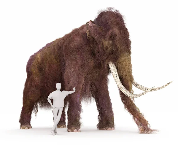 Woolly Mamut y comparación de tamaño humano — Foto de Stock