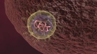 COVID-19 virüsünün RNA enjekte ederek bir hücreye saldırmasının animasyonu..