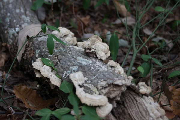 Fungus growing on Dead Fall Limb — Stock Photo, Image
