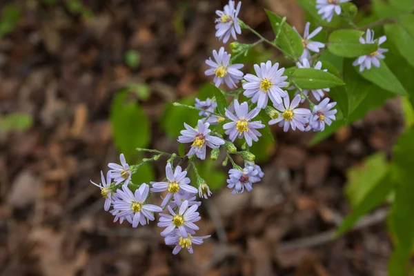Kır çiçeği Close-up